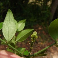 Azima tetracantha Lam.
